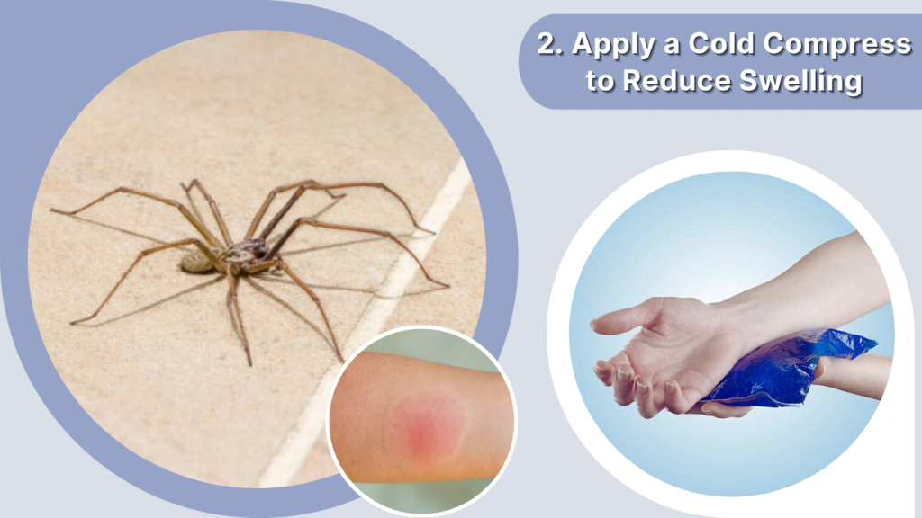 Spider Bite Treatment Apply a Cold Compress to Reduce Swelling
