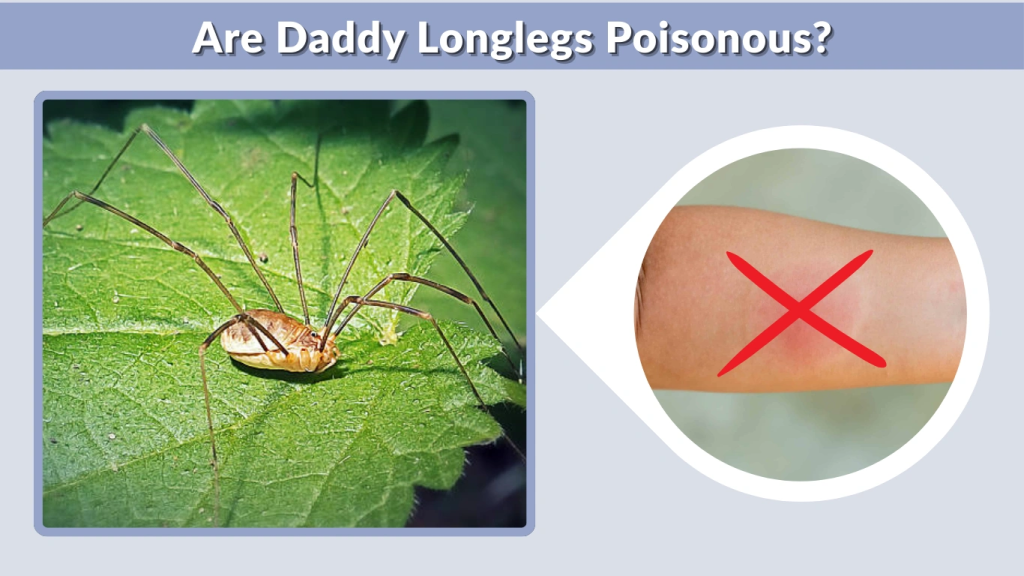 Are Daddy Longlegs Poisonous