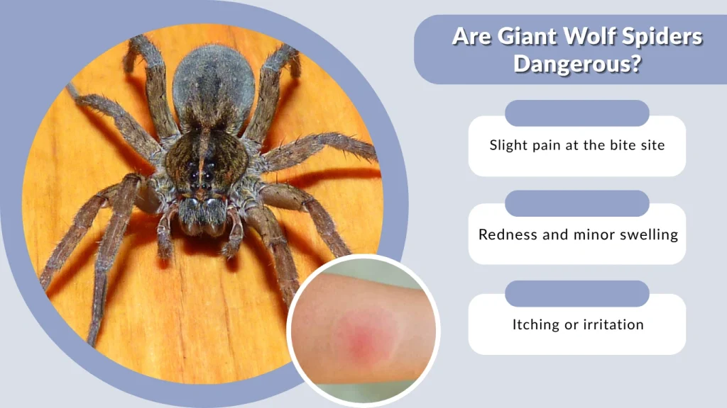 Are Giant Wolf Spiders Dangerous