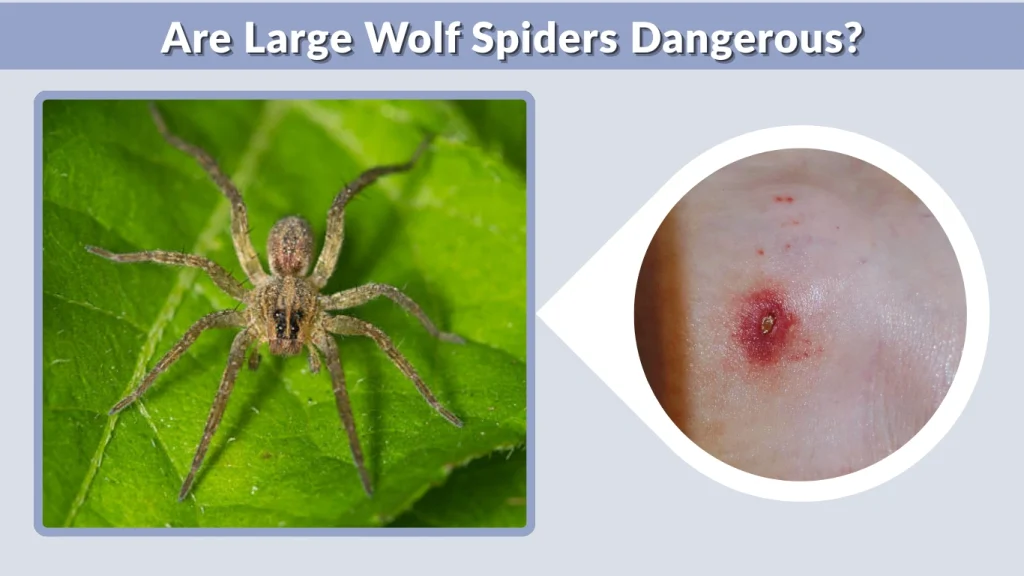 Are Large Wolf Spiders Dangerous