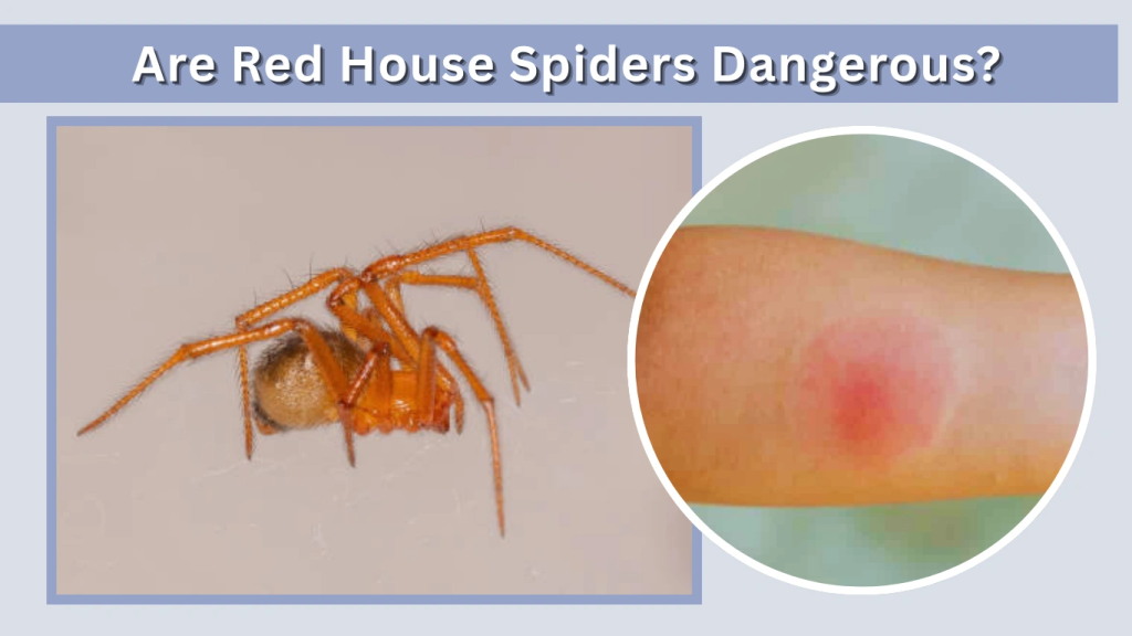 Are Red House Spiders Dangerous