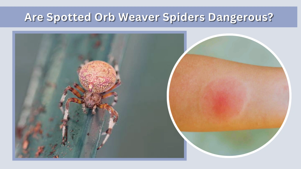 Are Spotted Orb Weaver Spiders Dangerous