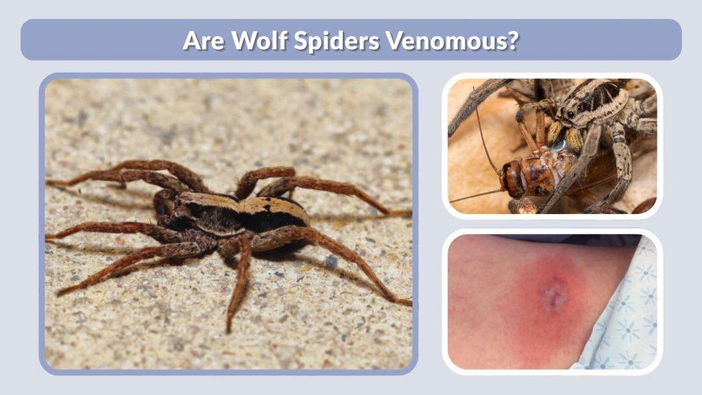 Are Wolf Spiders Venomous