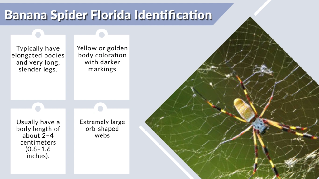Banana Spider Florida Identification