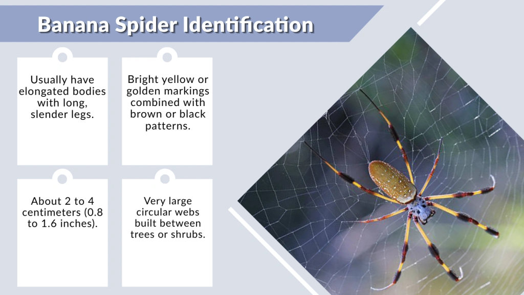 Banana Spider Identification