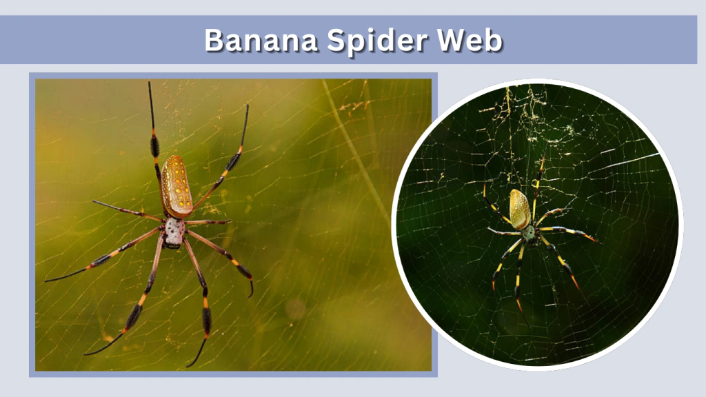 Banana Spider Web
