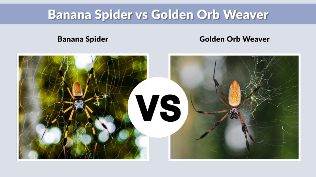 Banana Spider vs Golden Orb Weaver