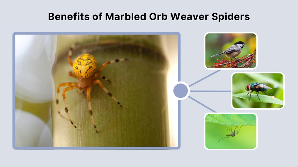 Benefits of Marbled Orb Weaver Spiders