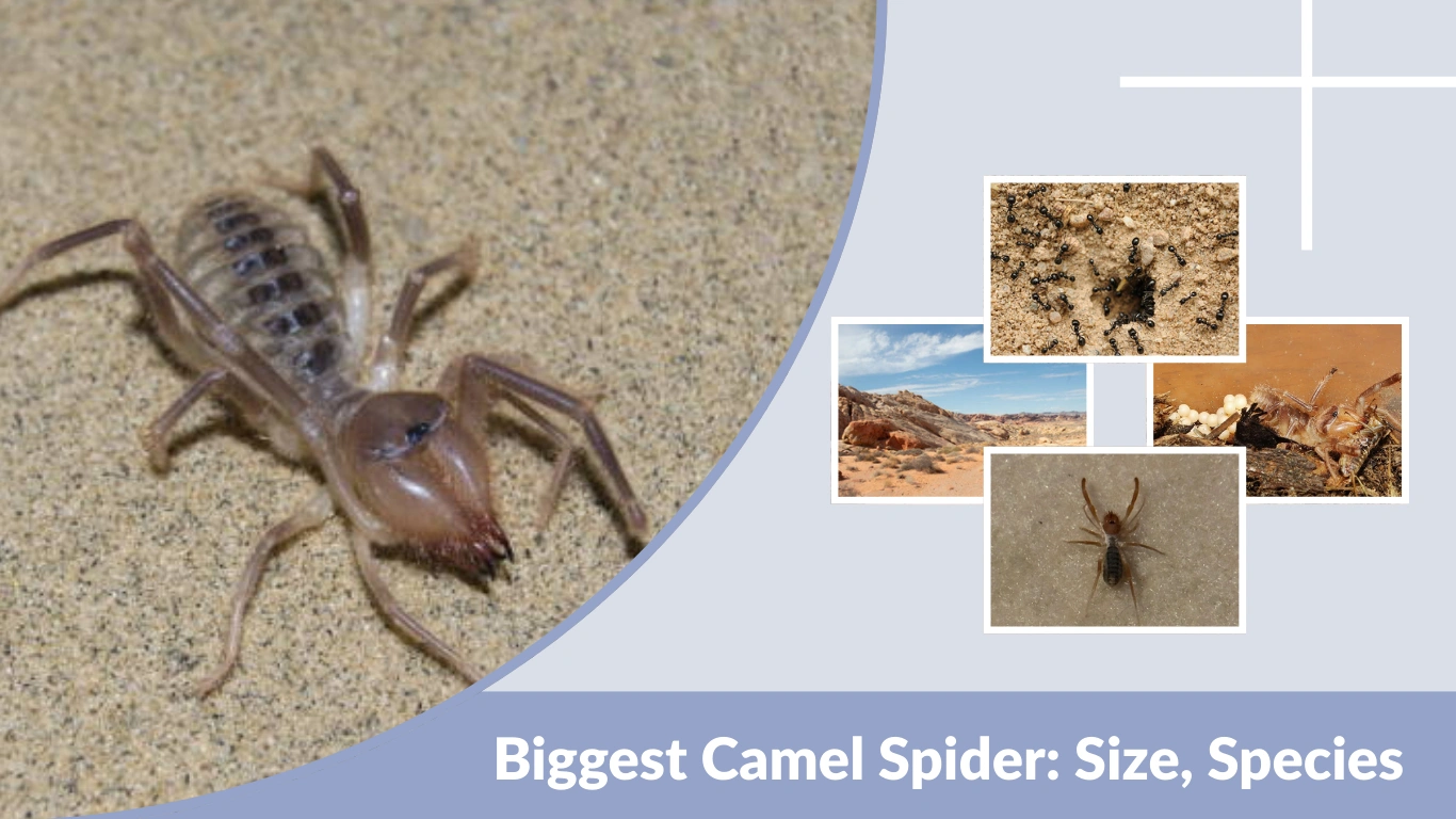 Biggest Camel Spider Size, Species, Habitat & Fascinating Facts