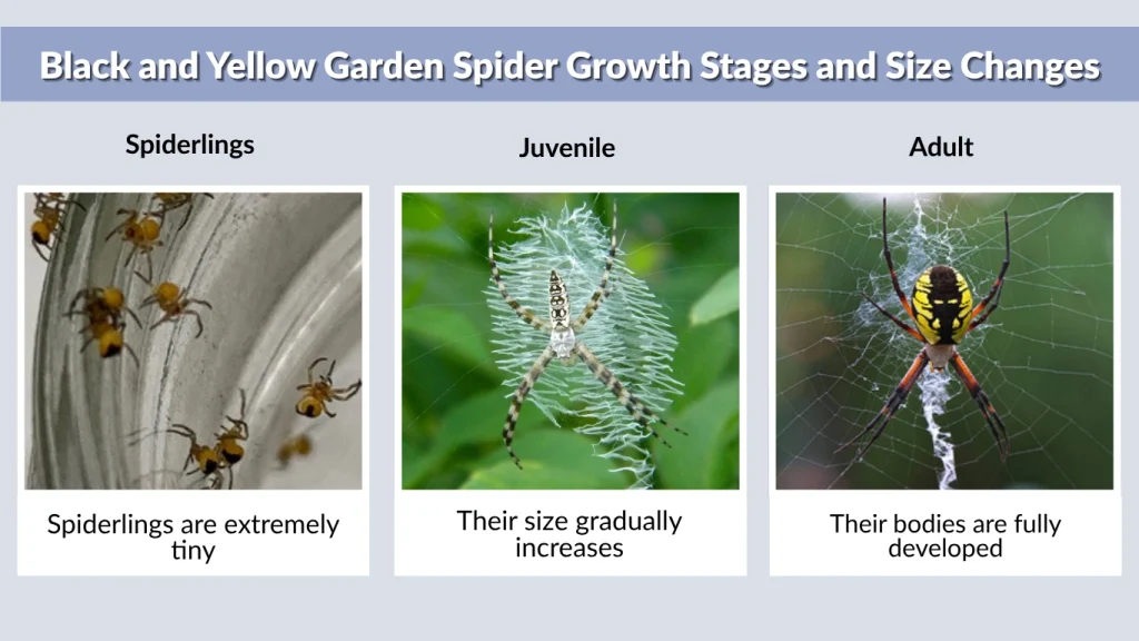 Black and Yellow Garden Spider Growth Stages and Size Changes