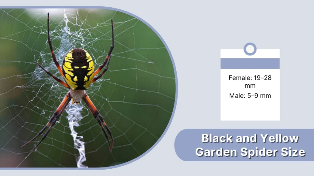 Black and Yellow Garden Spider Size