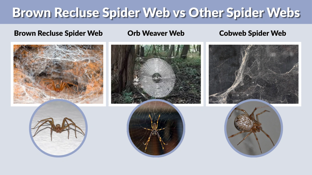 Brown Recluse Spider Web vs Other Spider Webs