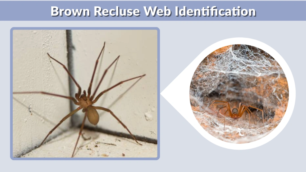 Brown Recluse Web Identification