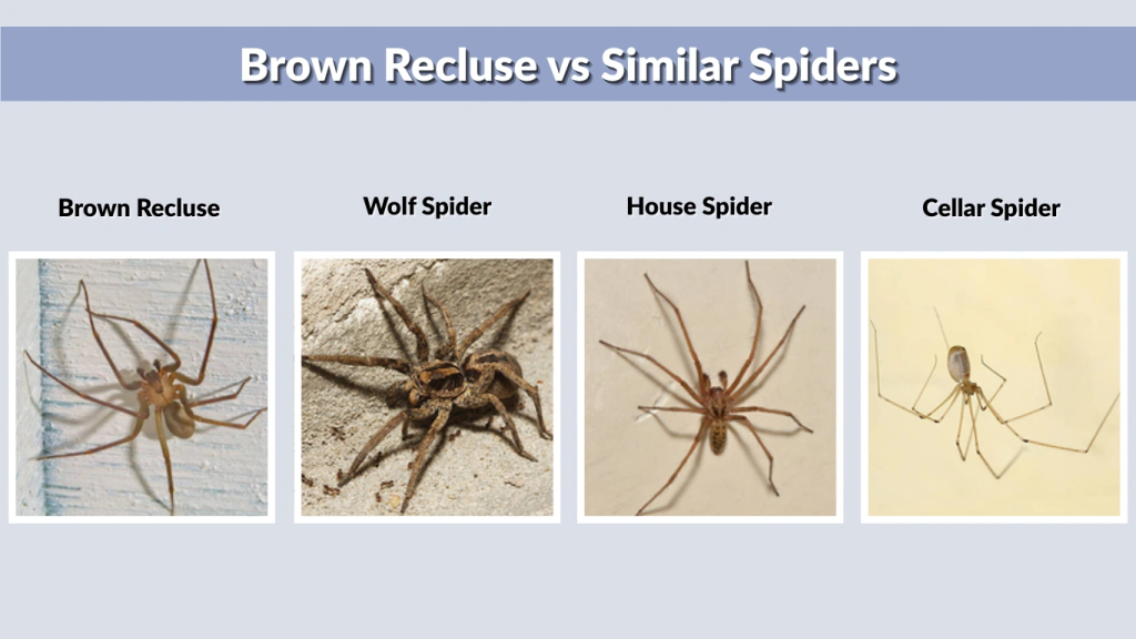 Brown Recluse vs Similar Spiders