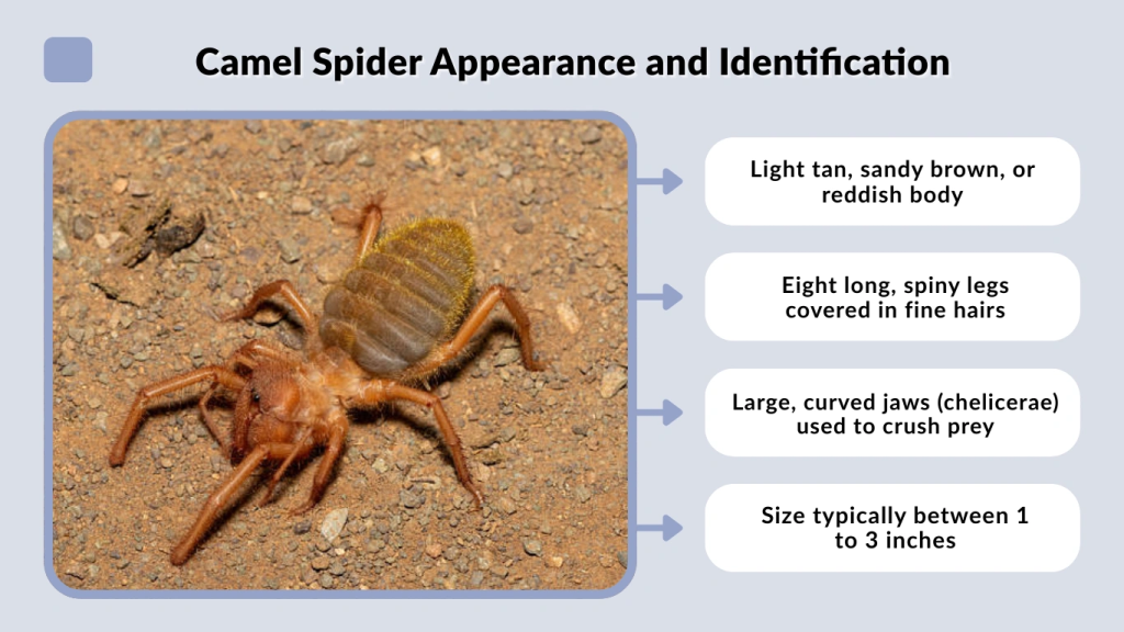 Camel Spider Appearance and Identification