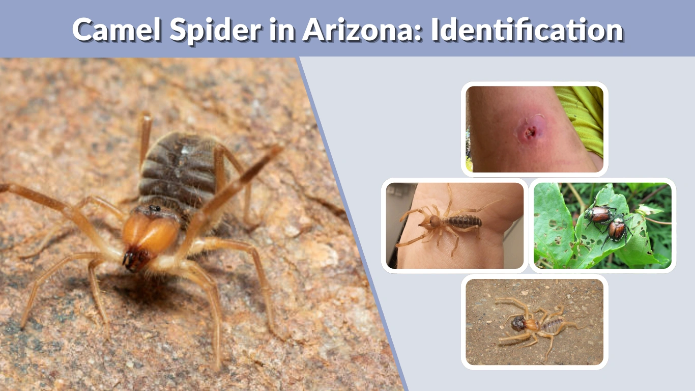 Camel Spider in Arizona Identification, Facts, and Myths