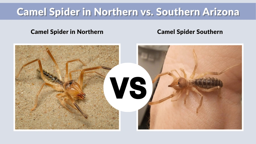 Camel Spider in Northern vs. Southern Arizona