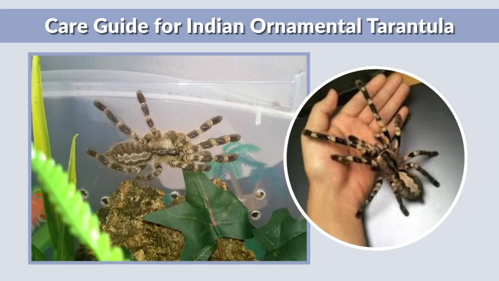 Care Guide for Indian Ornamental Tarantula