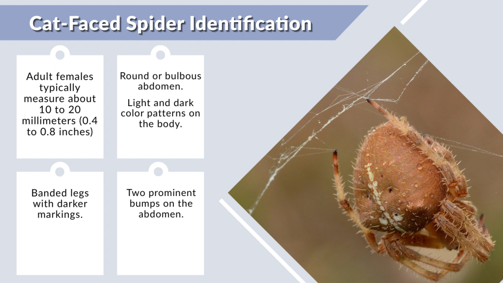 Cat-Faced Spider Identification