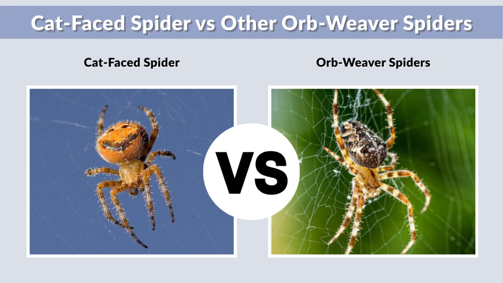 Cat-Faced Spider vs Other Orb-Weaver Spiders