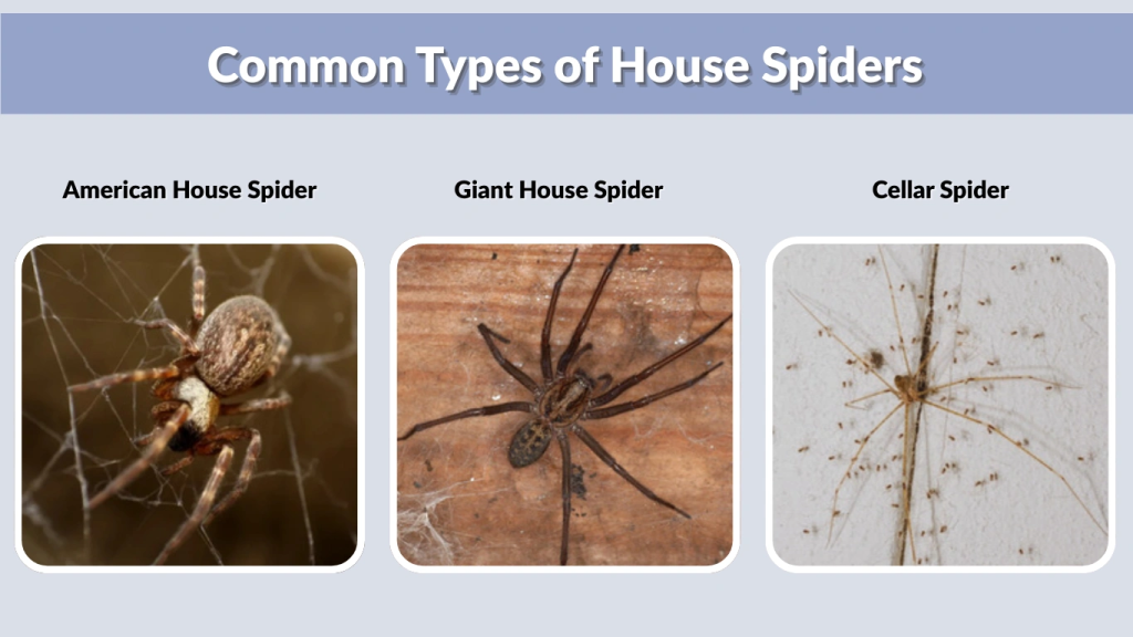Common Types of House Spiders