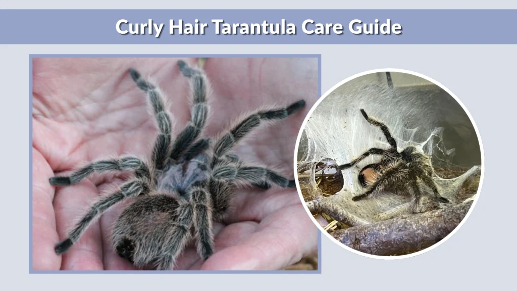 Curly Hair Tarantula Care Guide