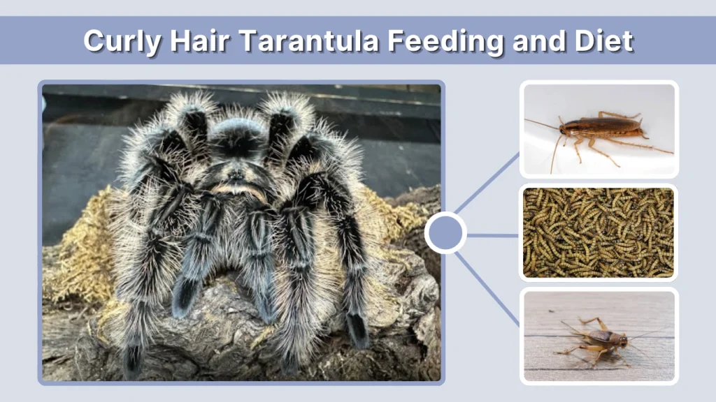 Curly Hair Tarantula Feeding and Diet