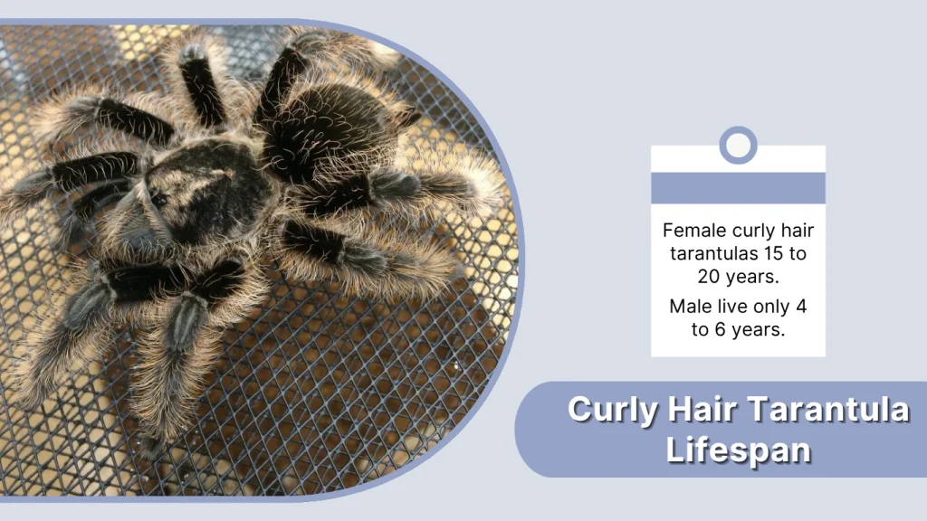 Curly Hair Tarantula Lifespan