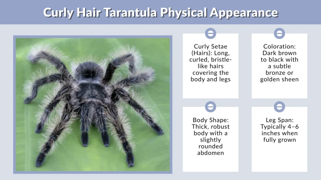 Curly Hair Tarantula Physical Appearance