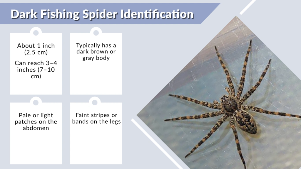 Dark Fishing Spider Identification