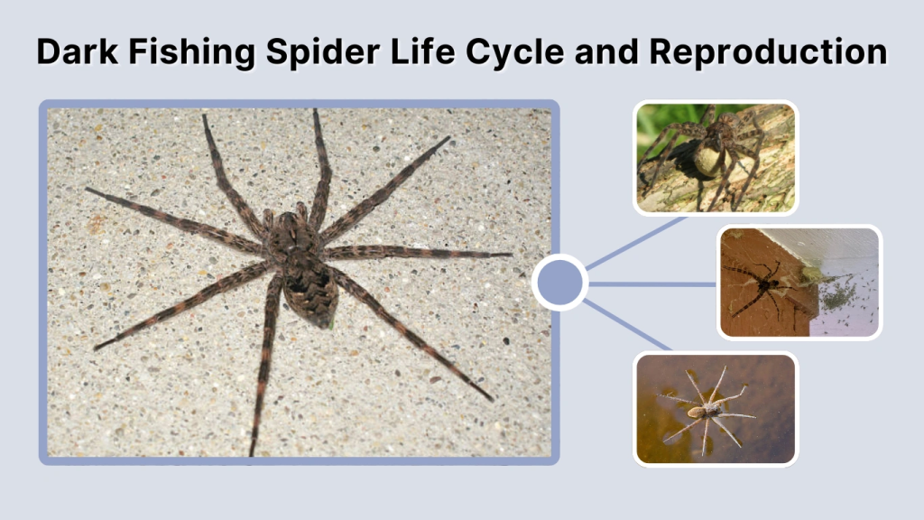 Dark Fishing Spider Life Cycle and Reproduction