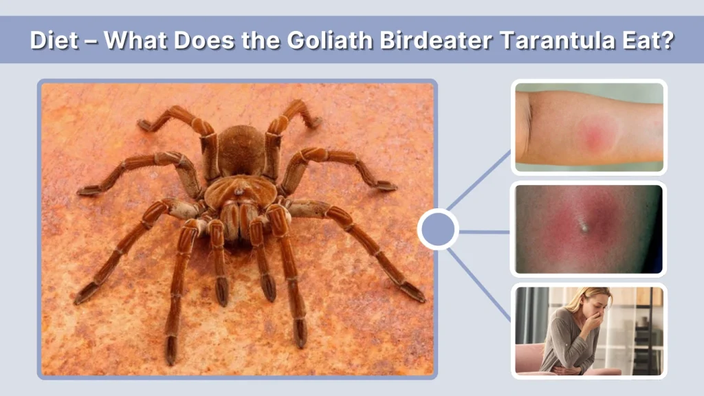Diet – What Does the Goliath Birdeater Tarantula Eat