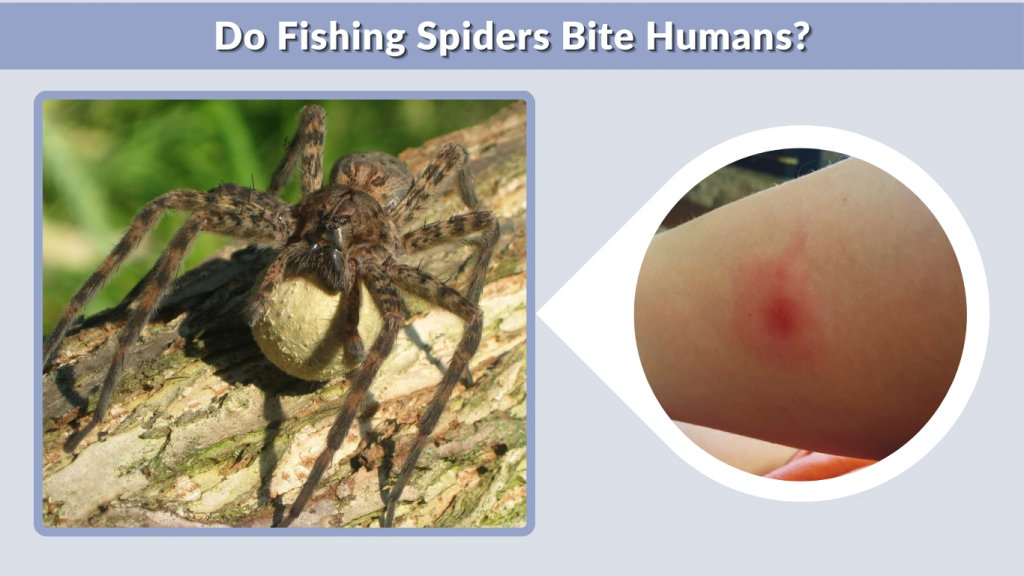 Do Fishing Spiders Bite Humans