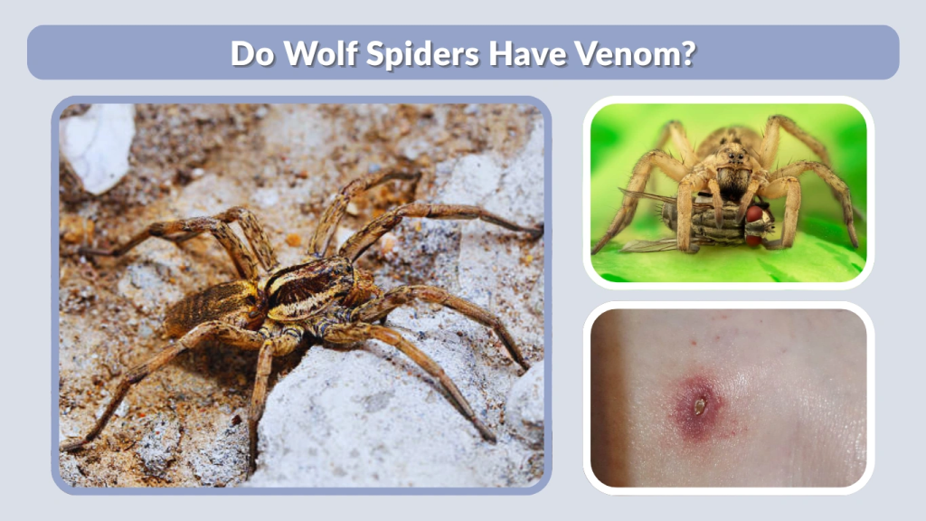 Do Wolf Spiders Have Venom