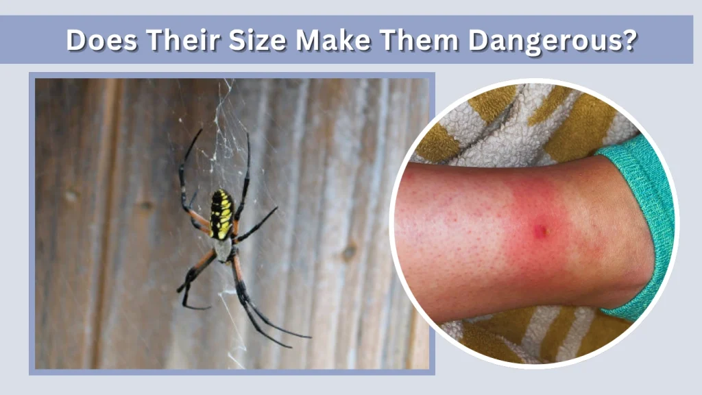 Does Their Size Make Them Dangerous