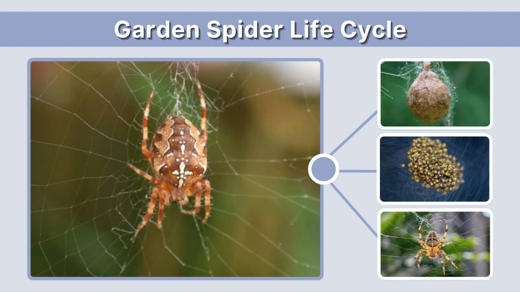 Garden Spider Life Cycle