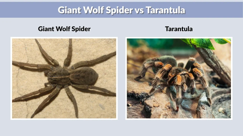 Giant Wolf Spider vs Tarantula