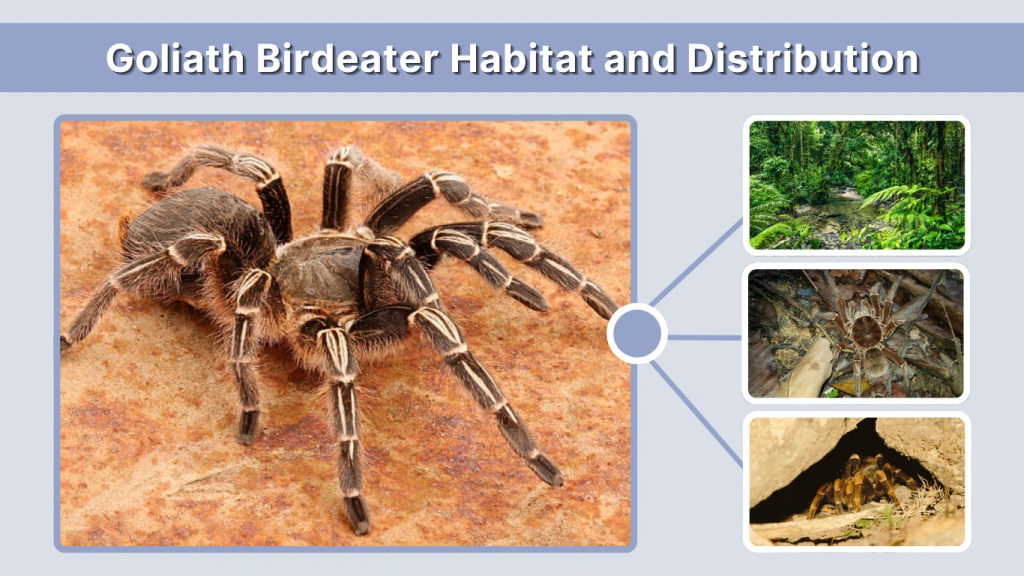 Goliath Birdeater Habitat and Distribution