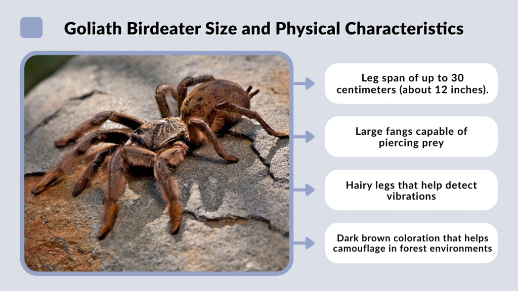 Goliath Birdeater Size and Physical Characteristics