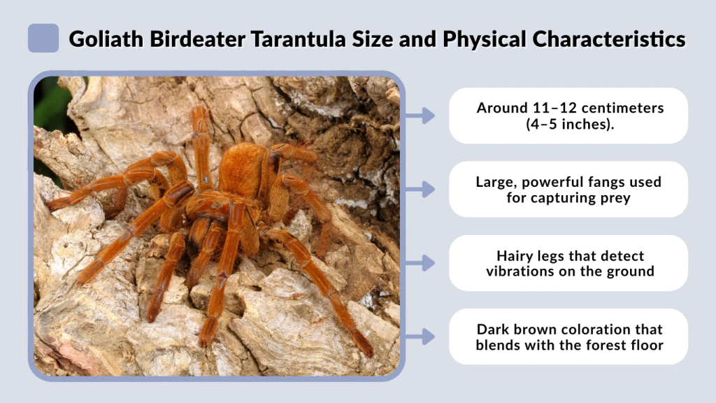 Goliath Birdeater Tarantula Size and Physical Characteristics