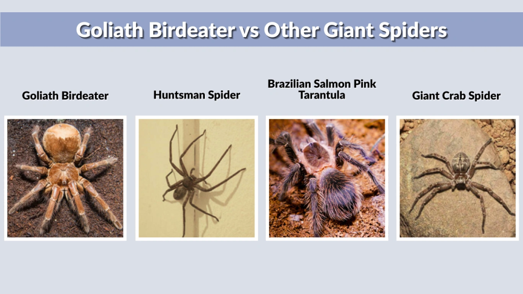 Goliath Birdeater vs Other Giant Spiders