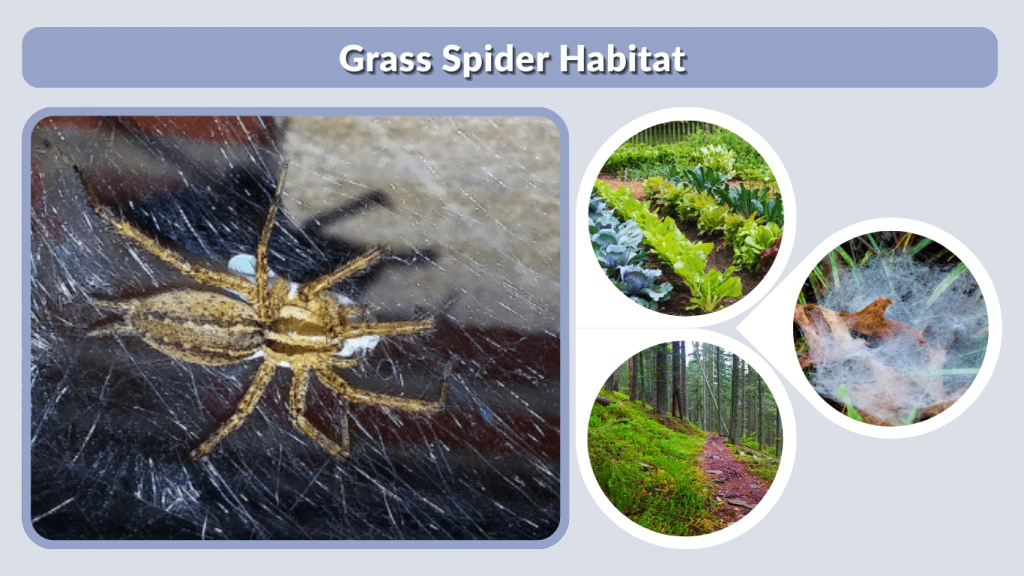 Grass Spider Habitat