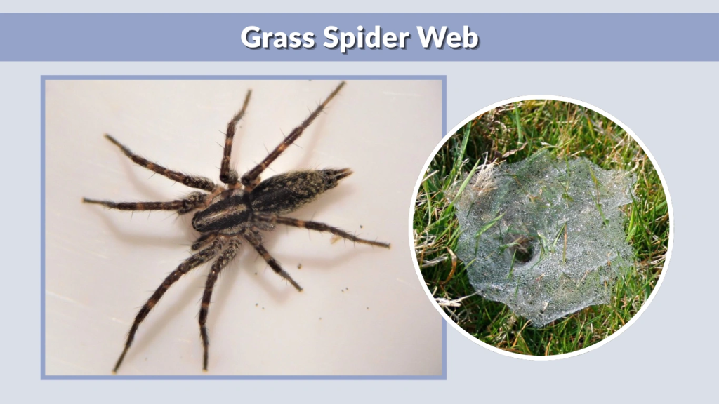 Grass Spider Web