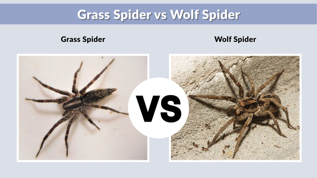 Grass Spider vs Wolf Spider