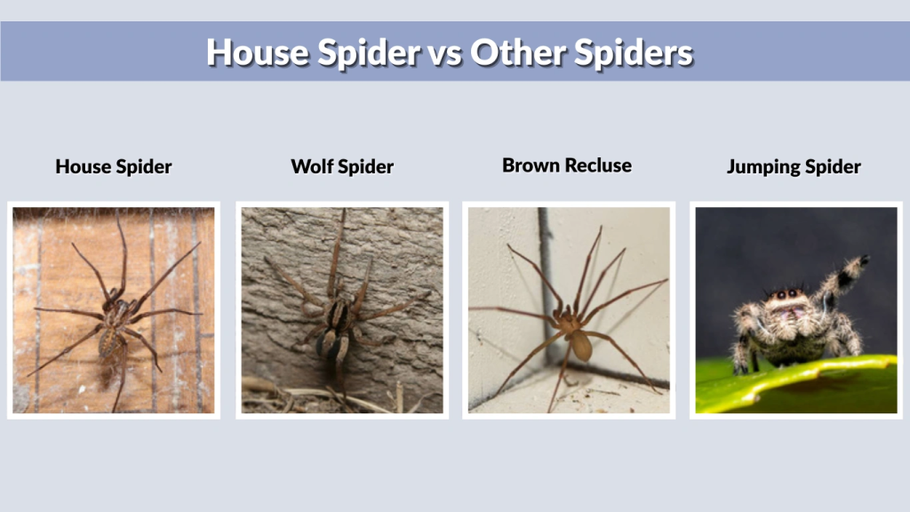 House Spider vs Other Spiders