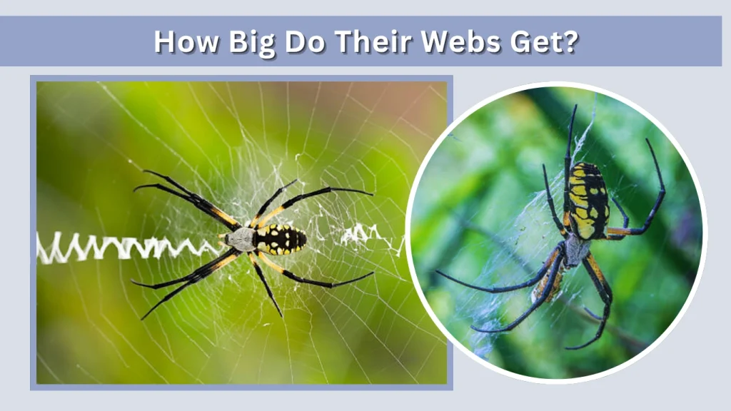 How Big Do Their Webs Get