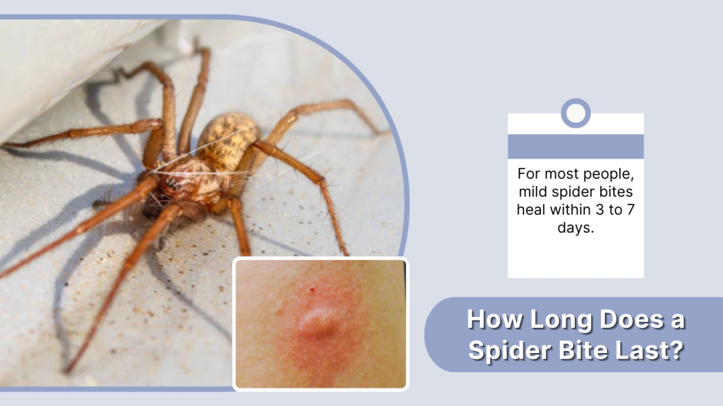 How Long Does a Spider Bite Last