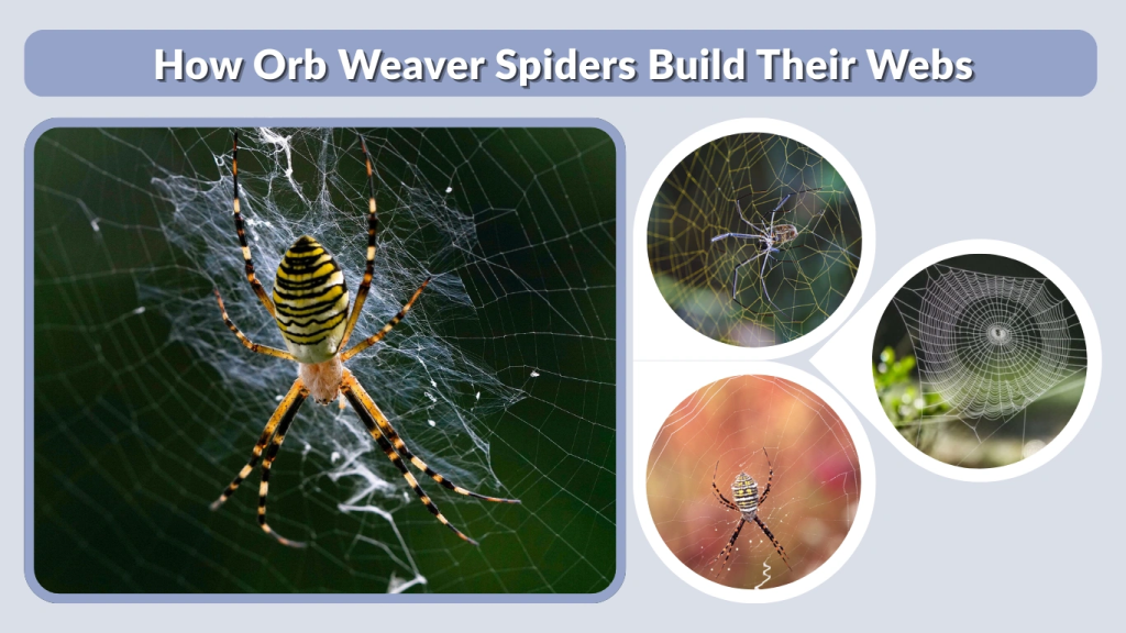 How Orb Weaver Spiders Build Their Webs