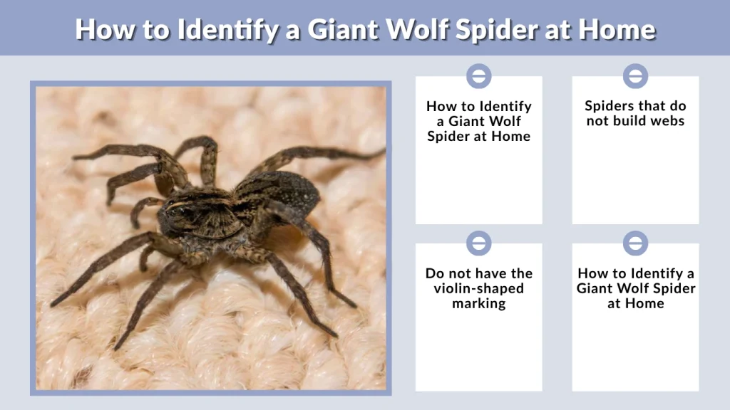 How to Identify a Giant Wolf Spider at Home