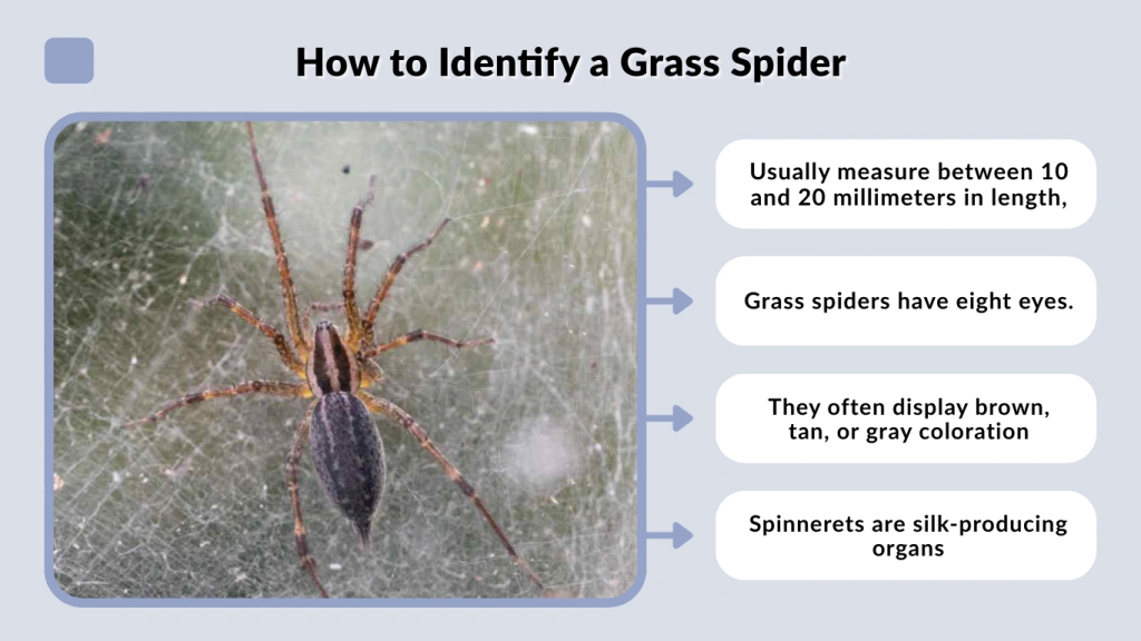 How to Identify a Grass Spider